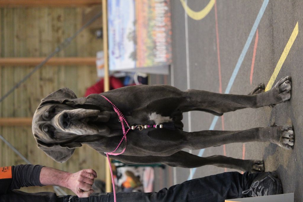 Neshama Des Iles Aux Falaises - 3 ième Excellent