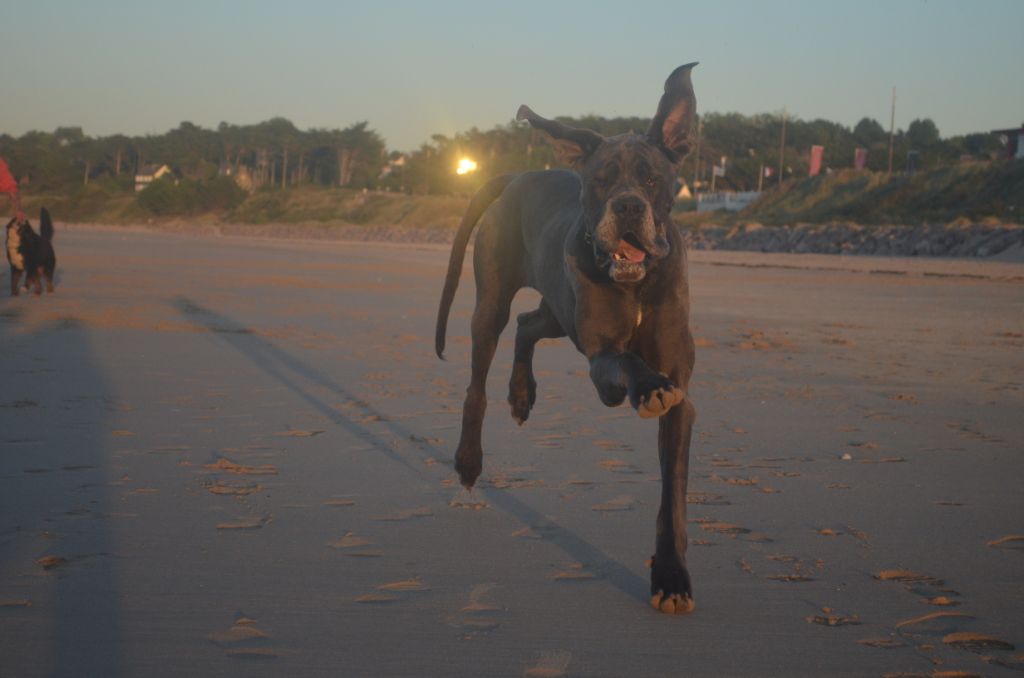CH. Narco Des Iles Aux Falaises - 2ième Excellent + RCACS
