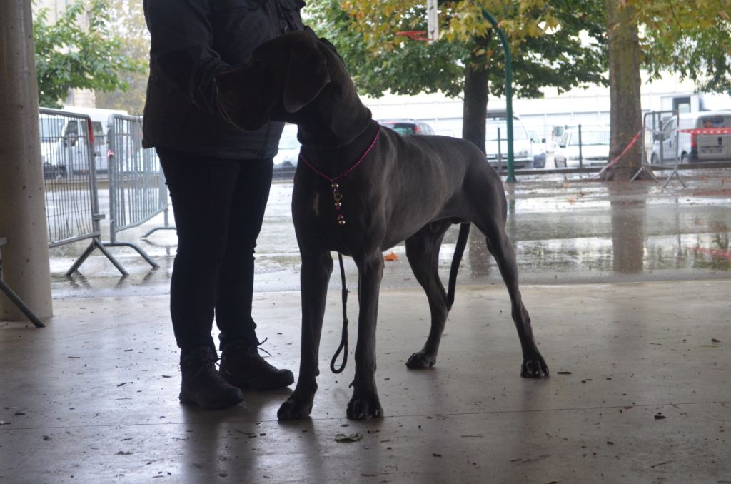 CH. Narco Des Iles Aux Falaises - 1ère Excellent + RH + Meilleur Male Bleu