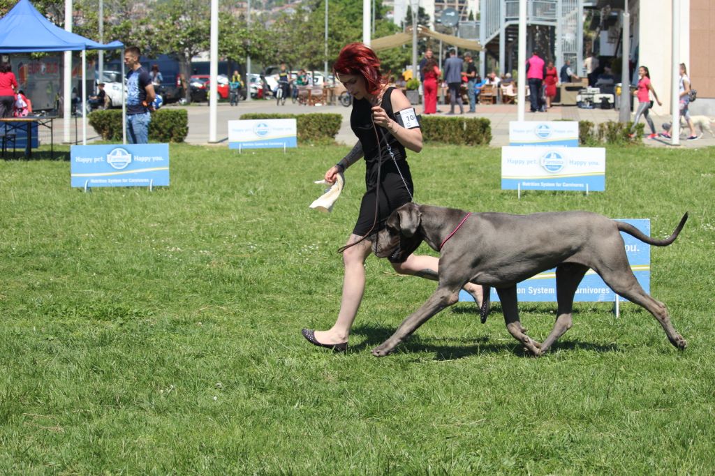 CH. Narco Des Iles Aux Falaises - 1ère Excellent CAC CACIB BOB