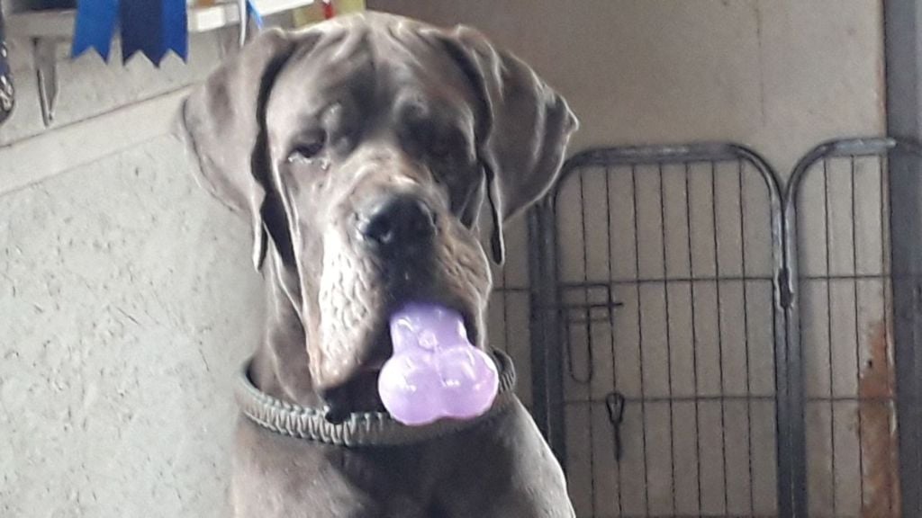 CH. Narco Des Iles Aux Falaises - 2ieme Excellent