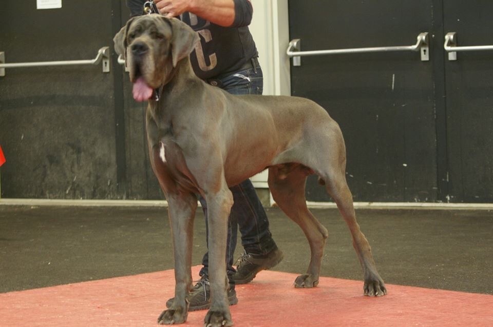 CH. Narco Des Iles Aux Falaises - 1er Excellent CACS BOS