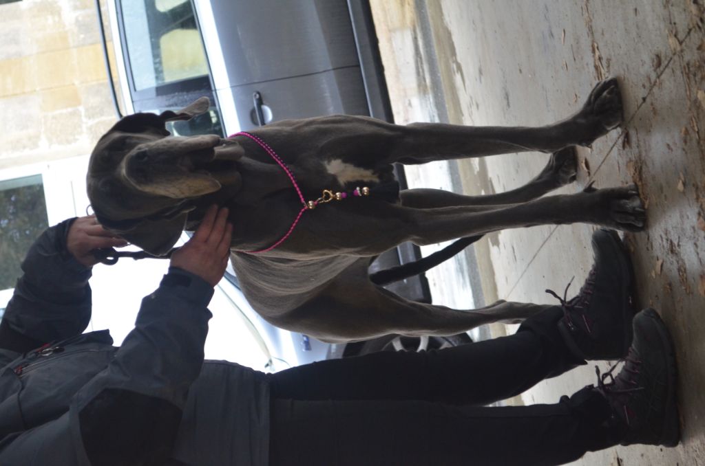 Neshama Des Iles Aux Falaises - 2ième Très Bon