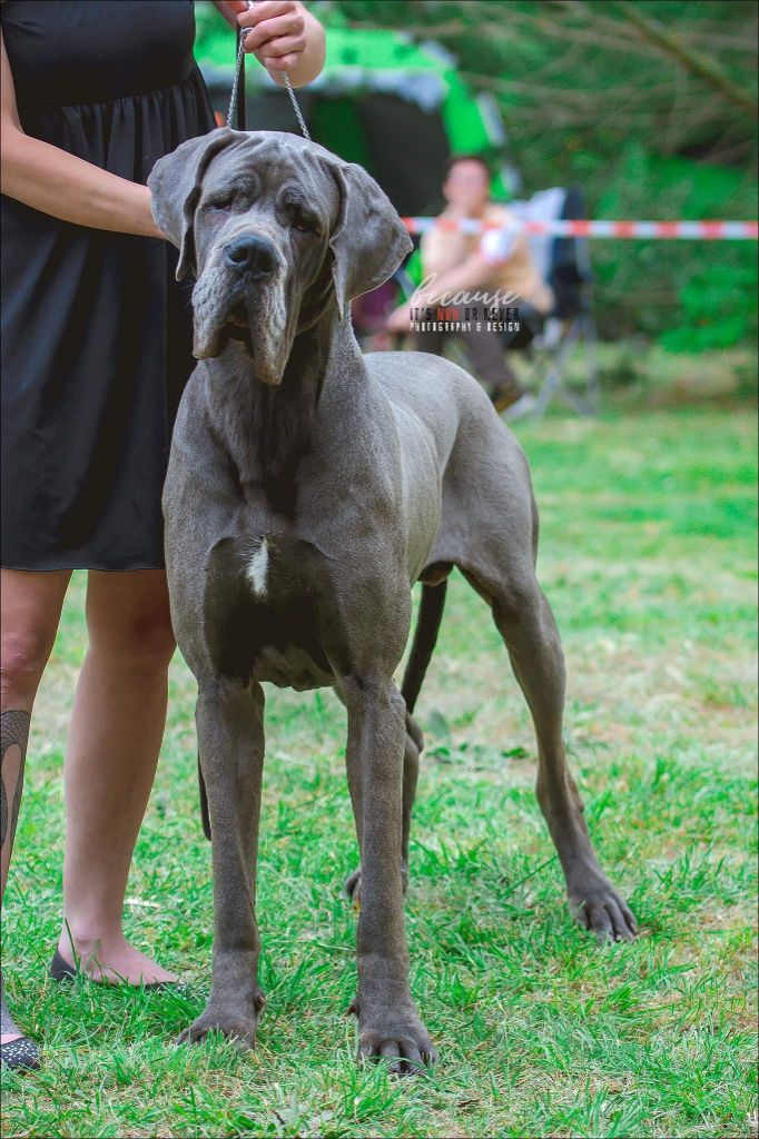 CH. Narco Des Iles Aux Falaises - 1er Excellent CACS Meilleur de Race