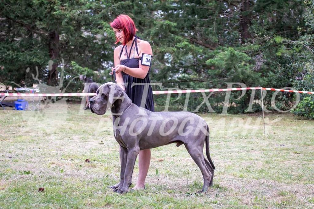 CH. Narco Des Iles Aux Falaises - 1er Excellent CACS Meilleur de Sexe Opposé