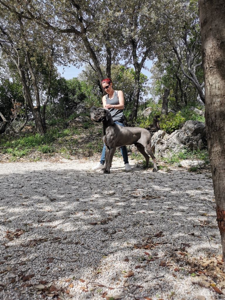 CH. Narco Des Iles Aux Falaises - 1er Excellent CACL CACIB Meilleur de Sexe Opposé