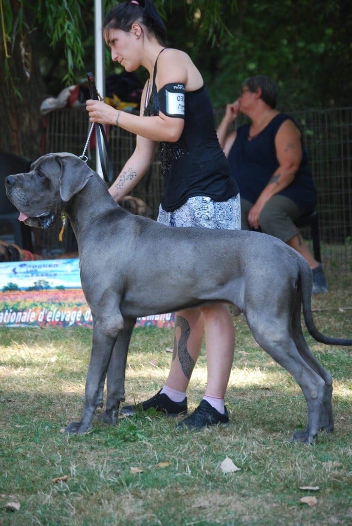 CH. Narco Des Iles Aux Falaises - 1er Très Bon + TAN