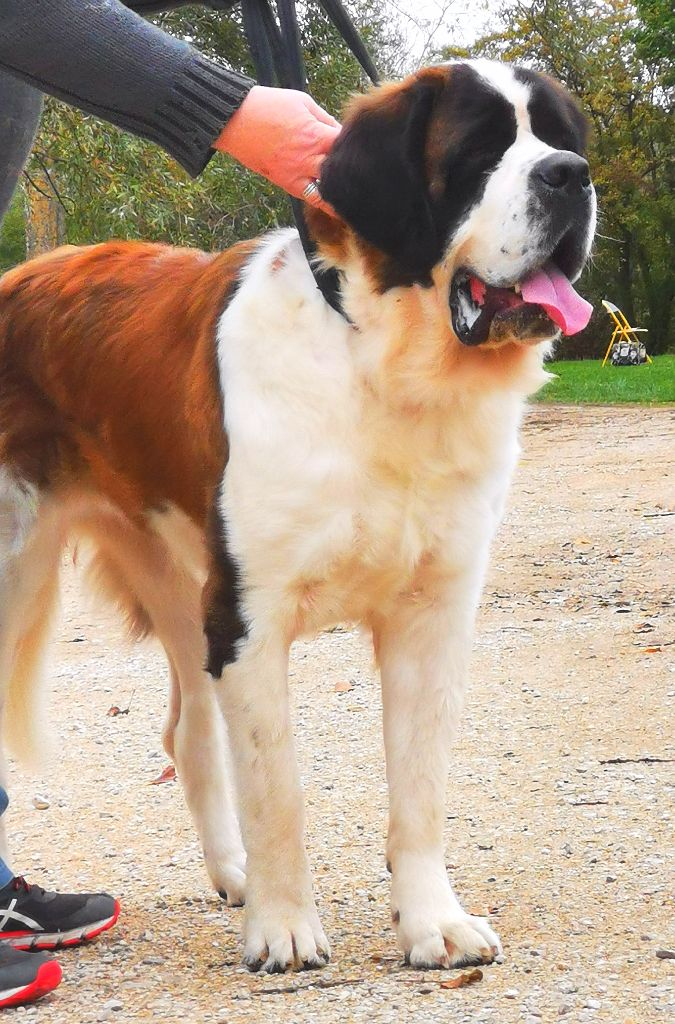 Phereboea dit pyromane de la Boutinais - 4ieme Excellent sur 10