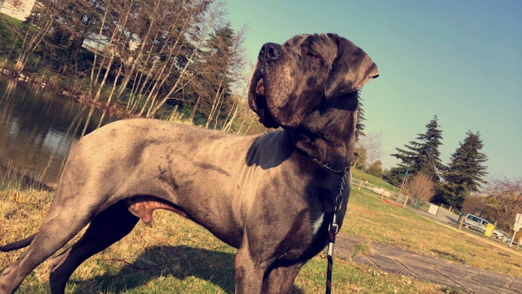 CH. Narco Des Iles Aux Falaises - 2ieme Excellent RCACS RCACIB, Vice Champion de France 2019