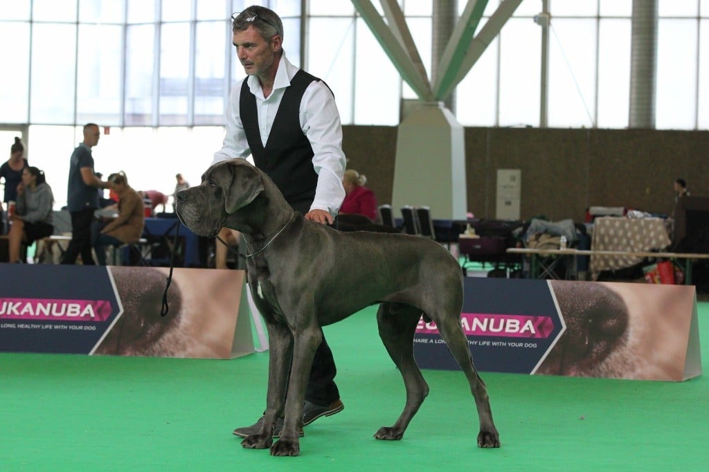 CH. Narco Des Iles Aux Falaises - 3ieme Très Bon