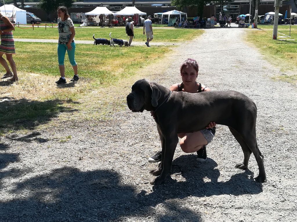 Neshama Des Iles Aux Falaises - 1er Excellent CACS BOS Confirmée