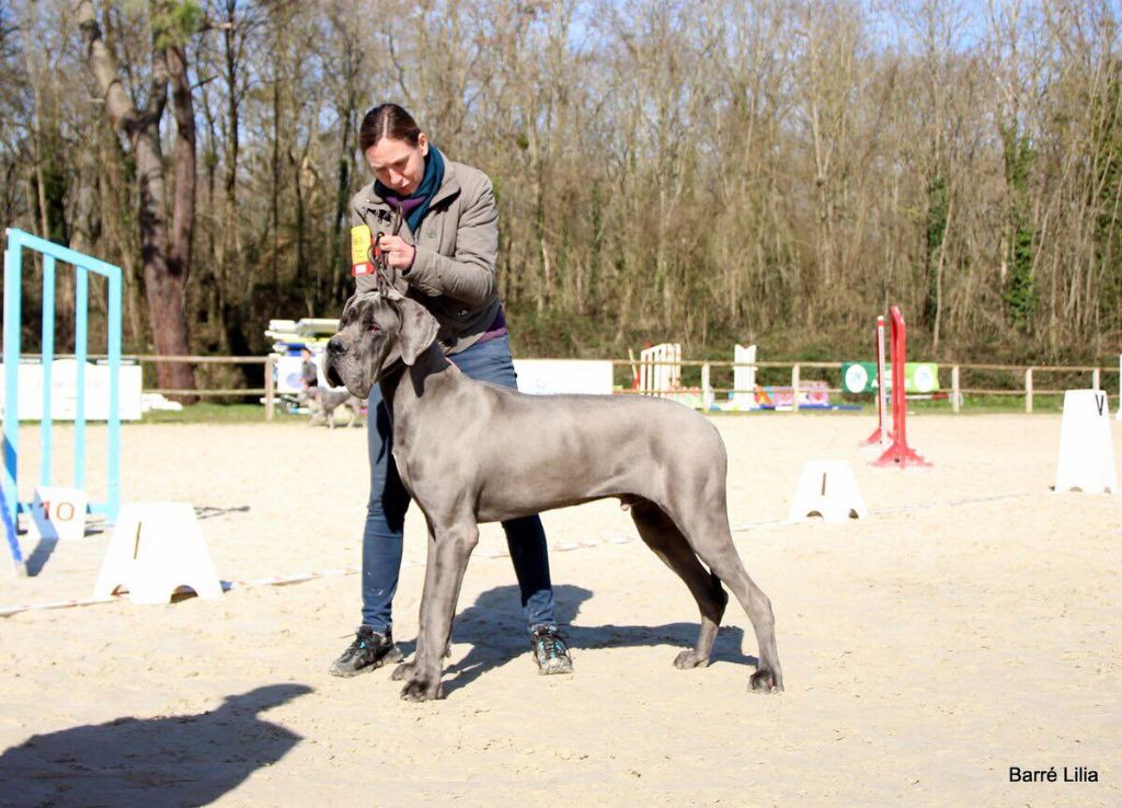 CH. Narco Des Iles Aux Falaises - 1er Très bon