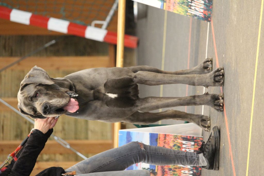 CH. Narco Des Iles Aux Falaises - 1ère Excellent CAC BOB