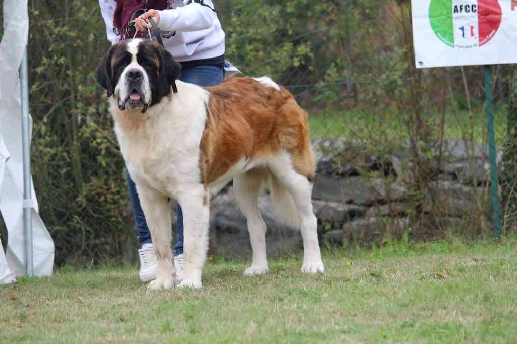 Phereboea dit pyromane de la Boutinais - 1er Excellent meilleure jeune