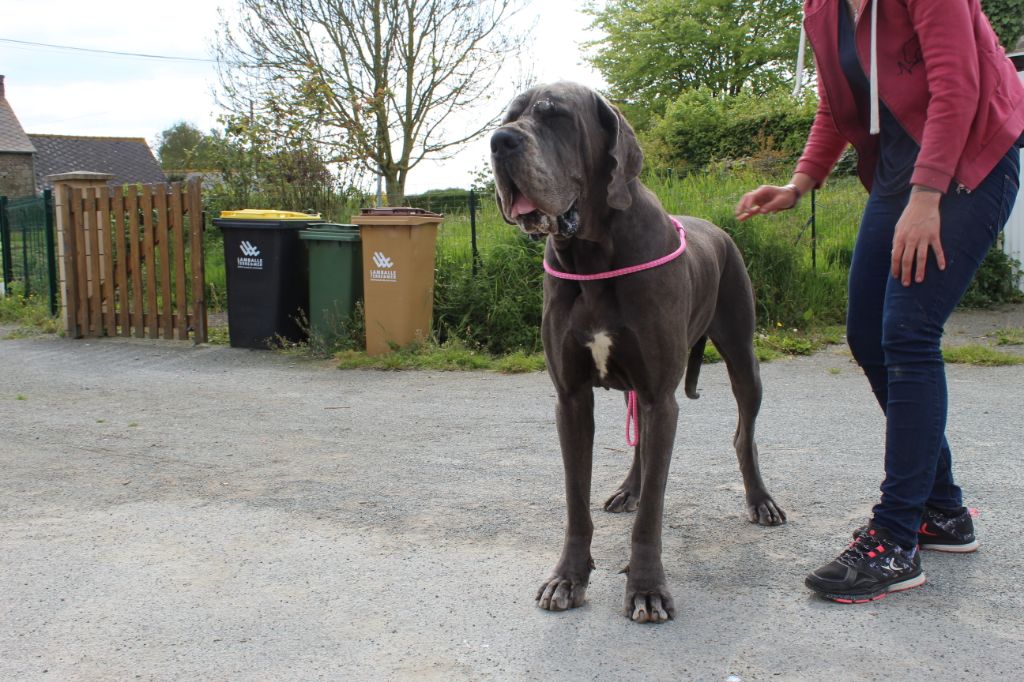 Neshama Des Iles Aux Falaises - 1ère Excellent CACS BOB