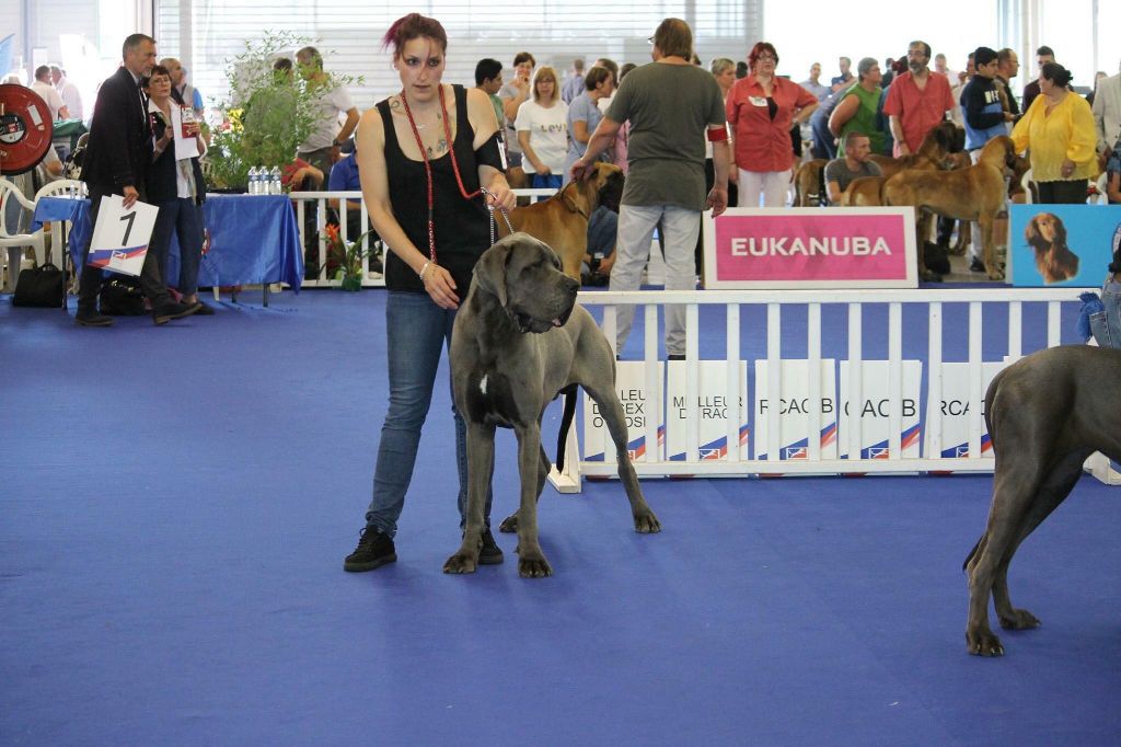 CH. Narco Des Iles Aux Falaises - 1er Excellent