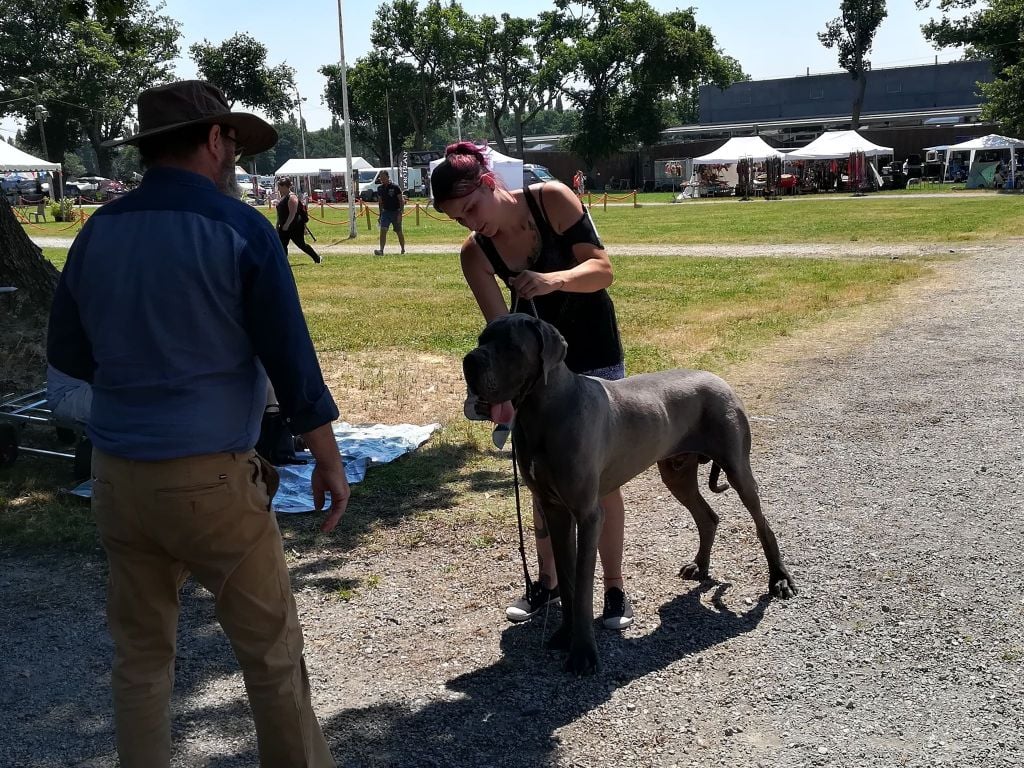 CH. Narco Des Iles Aux Falaises - 2ième Excellent RCACS Confirmé