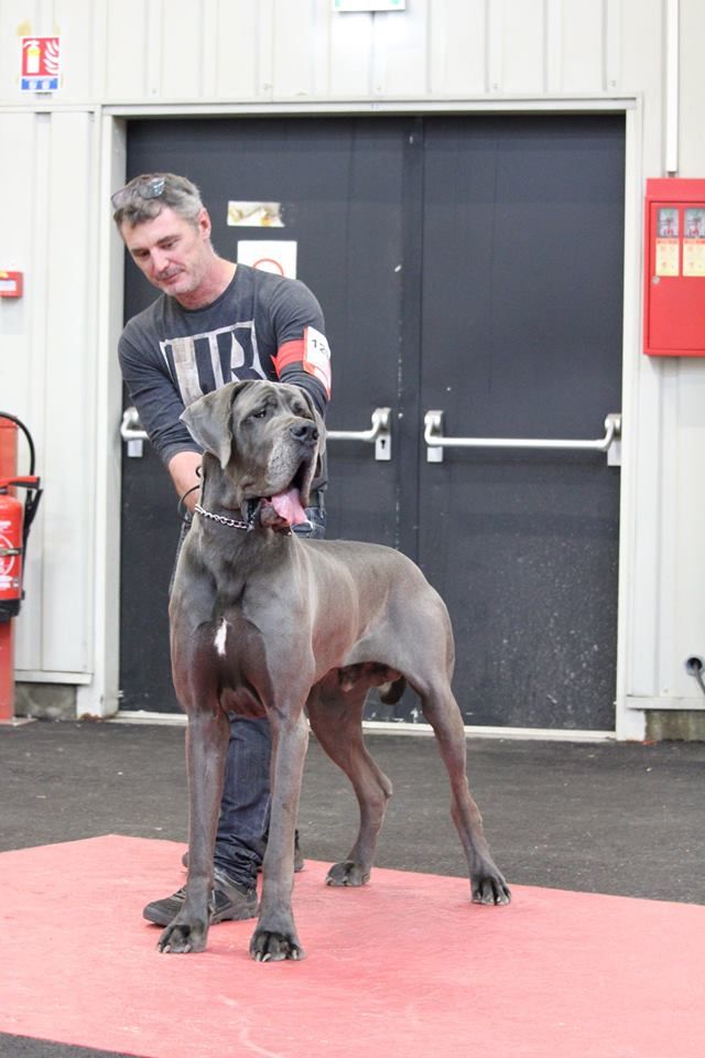 CH. Narco Des Iles Aux Falaises - 1er Excellent