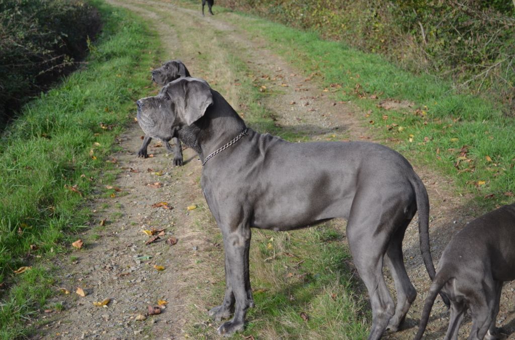 Neshama Des Iles Aux Falaises - 2ième Excellent