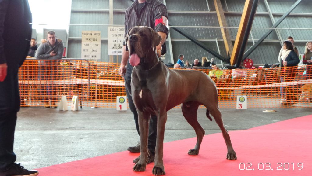 CH. Narco Des Iles Aux Falaises - 1ère Excellent RCACS