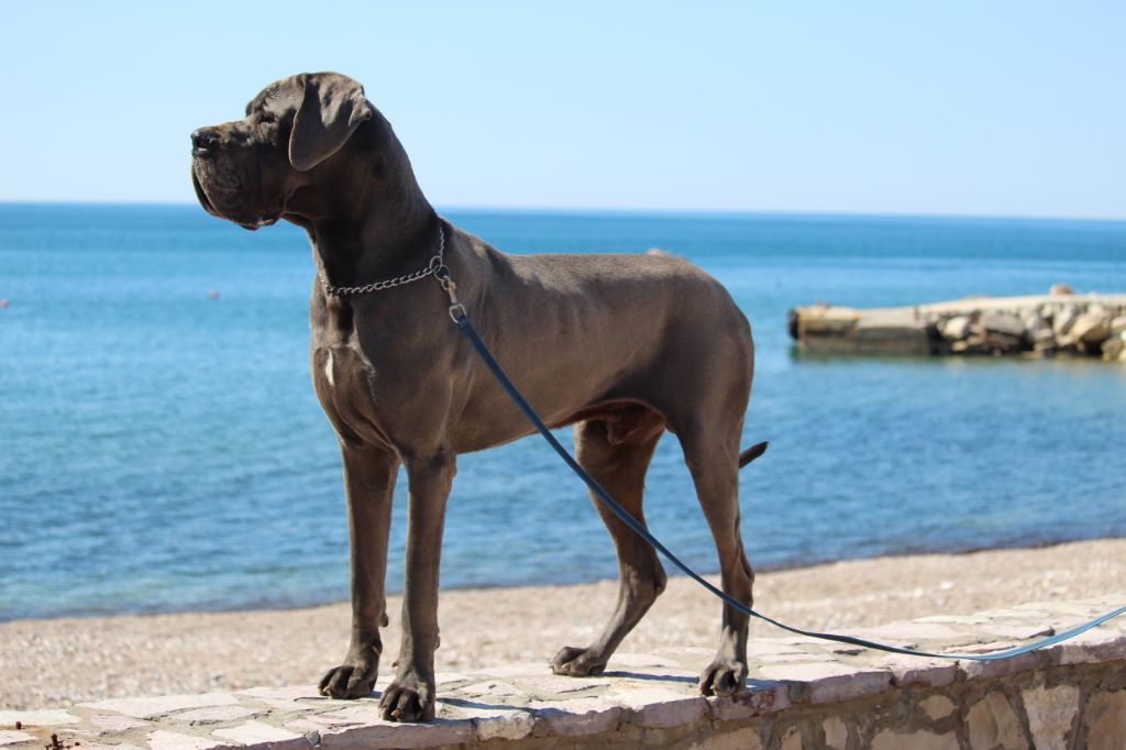 CH. Narco Des Iles Aux Falaises - 1ère Excellent CAC CACIB BOB