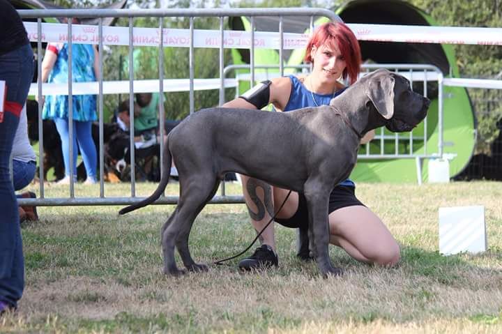 CH. Narco Des Iles Aux Falaises - 1er très prometteur