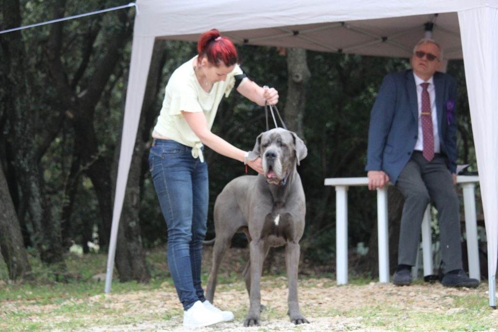CH. Narco Des Iles Aux Falaises - Bon ...