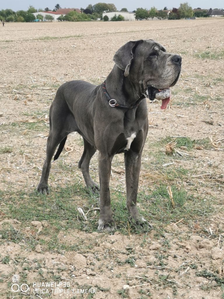 Neshama Des Iles Aux Falaises - 3ieme Très Bon