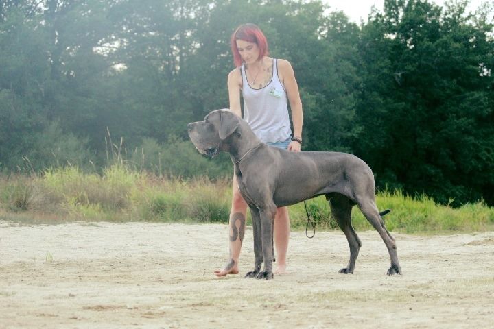 CH. Narco Des Iles Aux Falaises - 3ième Excellent /9