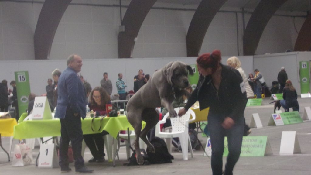 CH. Narco Des Iles Aux Falaises - 1er Excellent CACS BOB
