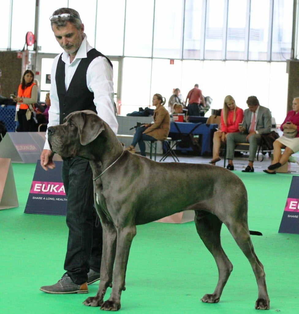 CH. Narco Des Iles Aux Falaises - Excellent non classé