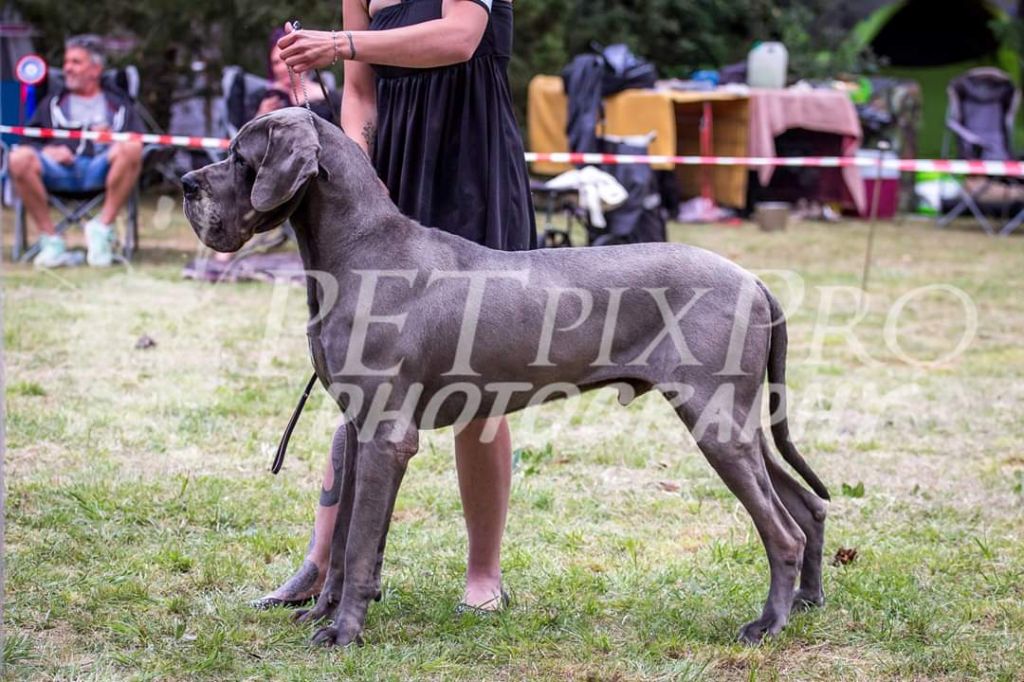 CH. Narco Des Iles Aux Falaises - 1er Excellent CACS Meilleur de Sexe Opposé