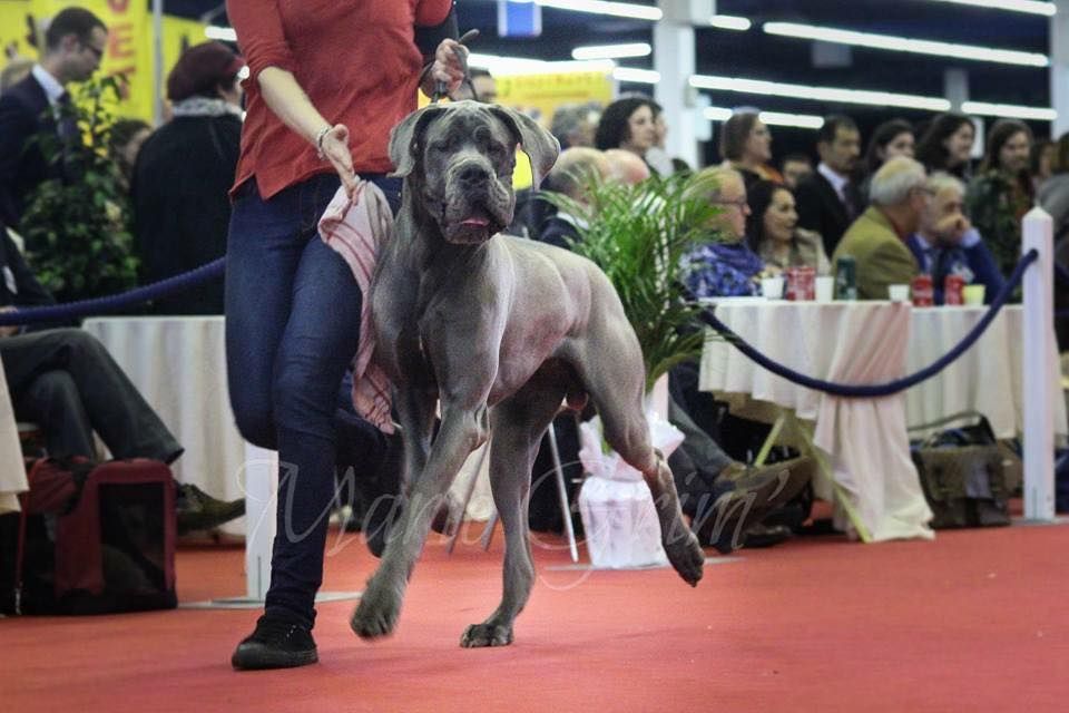 CH. Narco Des Iles Aux Falaises - 1er Excellent + ADN avec filiation