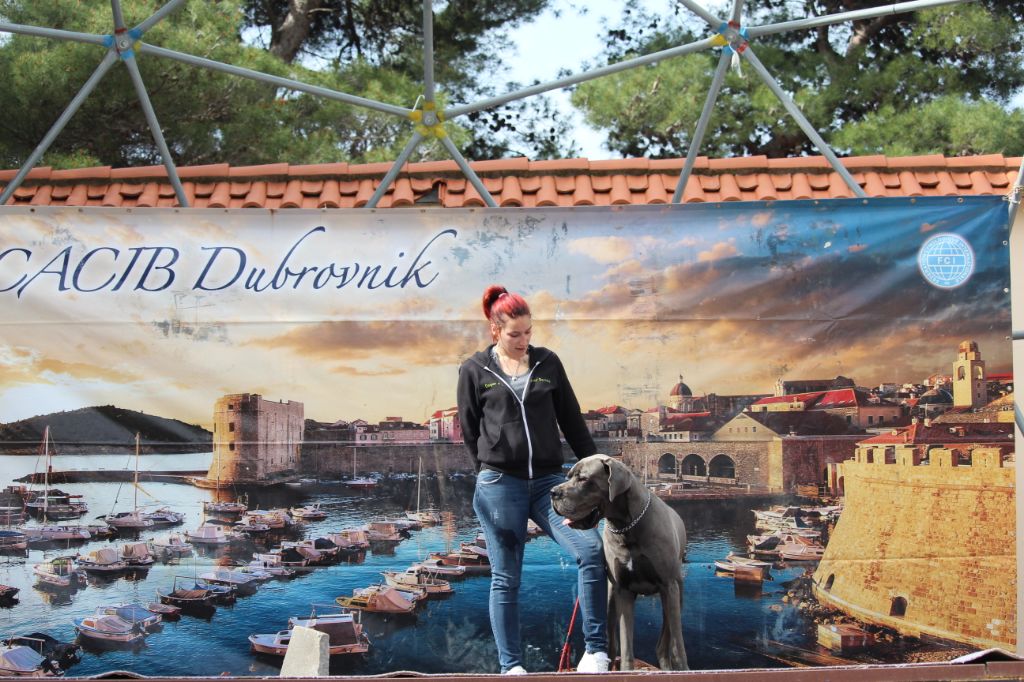 CH. Narco Des Iles Aux Falaises - 1ère Excellent CAC CACIB BOB