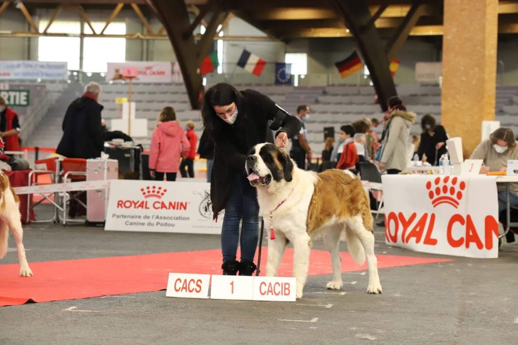 Phereboea dit pyromane de la Boutinais - 1er Excellent CACS CACIB Meilleure de Race