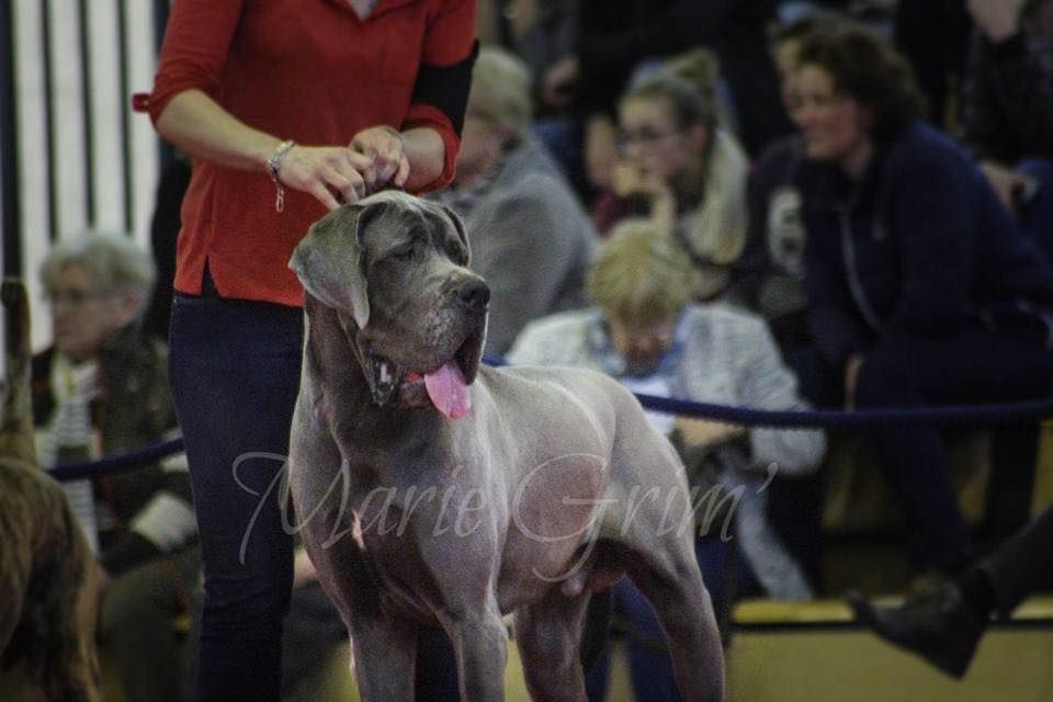 CH. Narco Des Iles Aux Falaises - 1er Excellent + Meilleur Jeune + RH