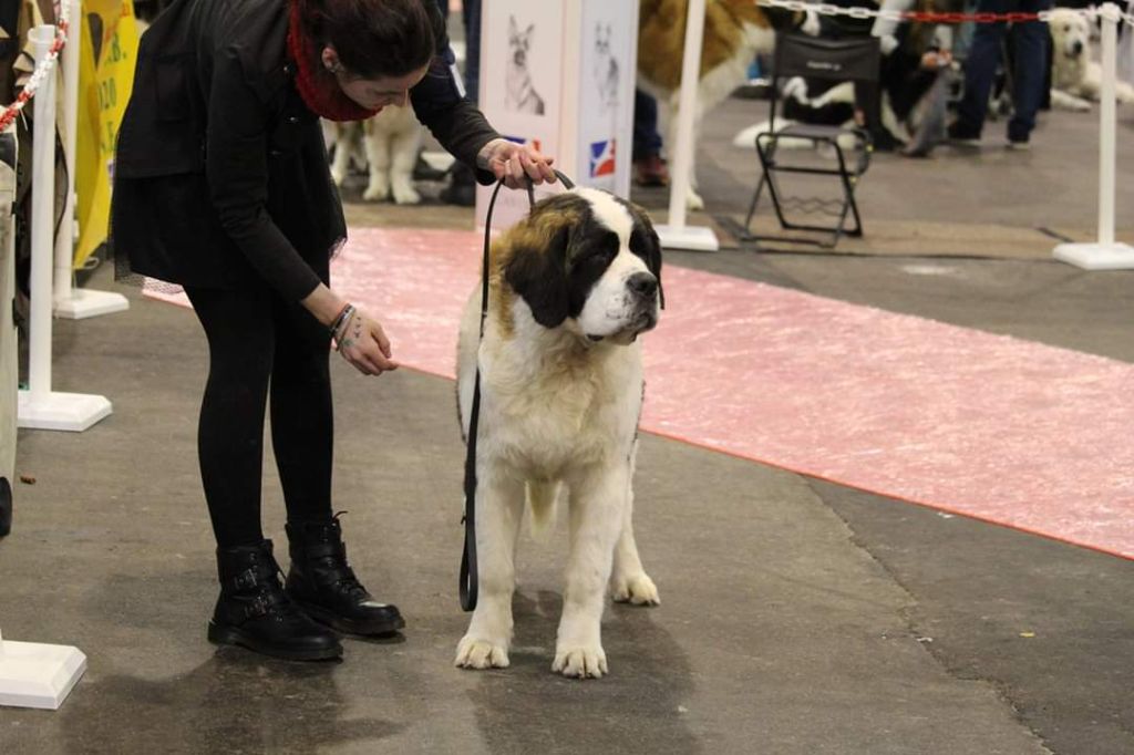 Phereboea dit pyromane de la Boutinais - Prometteur classe Puppy