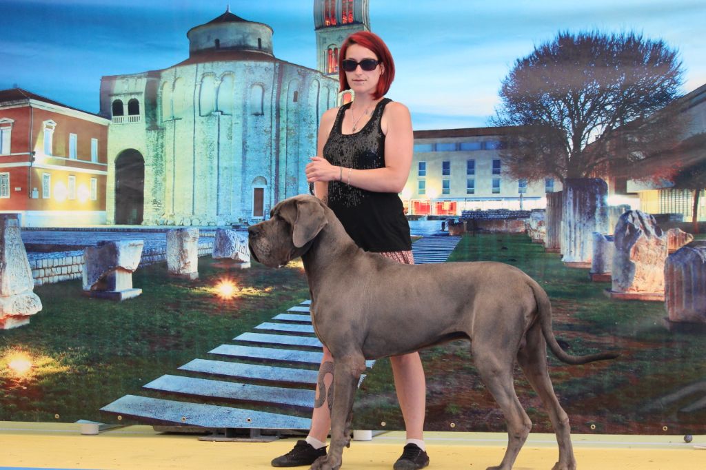 CH. Narco Des Iles Aux Falaises - 1ère Excellent CAC CACIB BOB