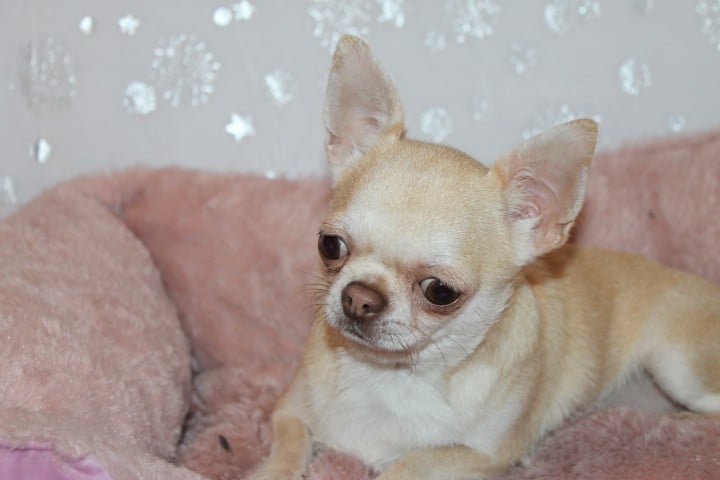 Uinnie Des Joyaux De La Sambre