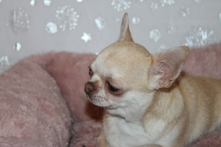 Uinnie Des Joyaux De La Sambre