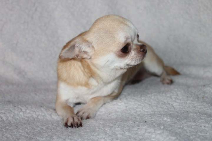 Uinnie Des Joyaux De La Sambre