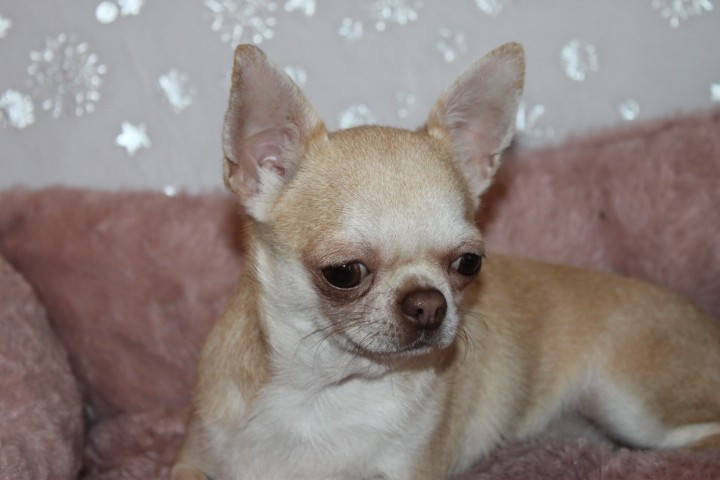 Uinnie Des Joyaux De La Sambre