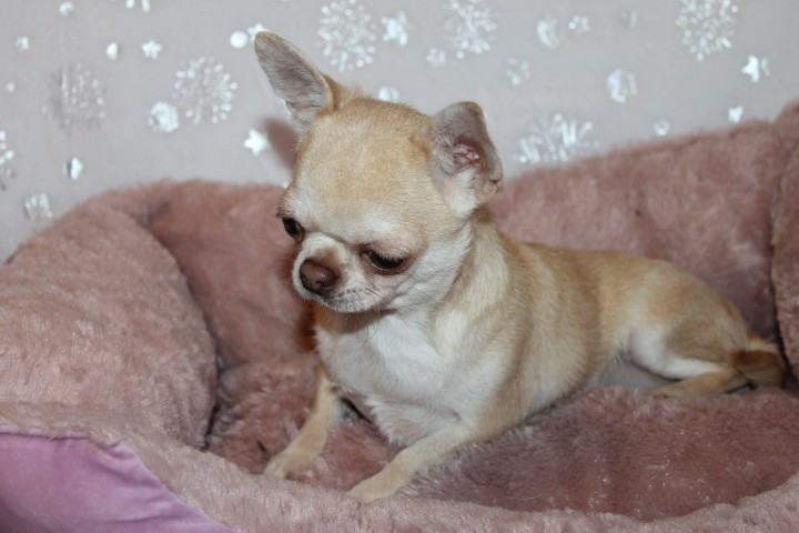 Uinnie Des Joyaux De La Sambre