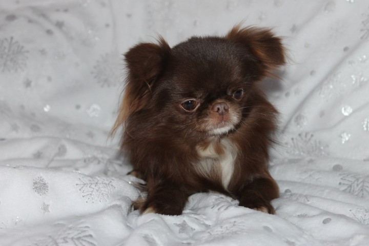 VALENTINO Des Pattounes Douces