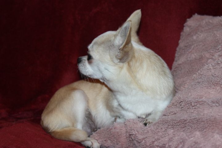 Tania Des Joyaux De La Sambre