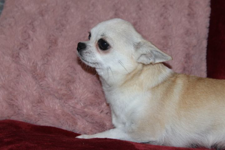 Tania Des Joyaux De La Sambre