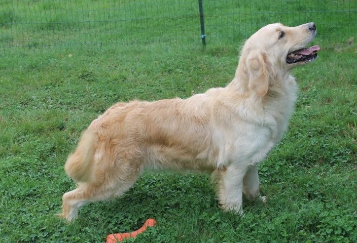 Tess Des Joyaux De La Sambre