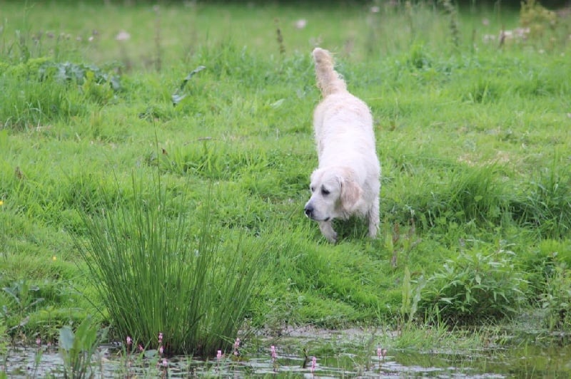 Publication : de la Vallée D'adrinelle