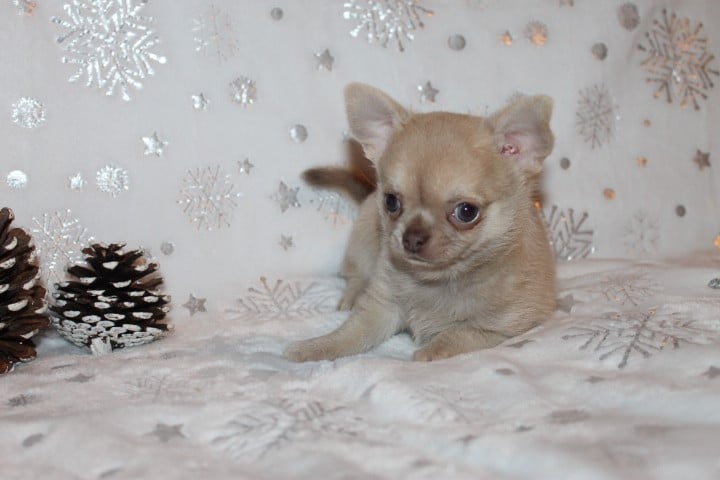 Chihuahua - Des Joyaux De La Sambre