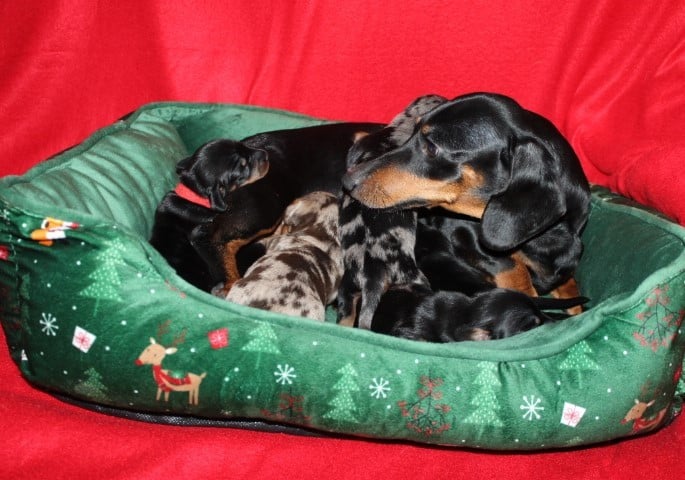 CHIOT 1 - Teckel poil ras